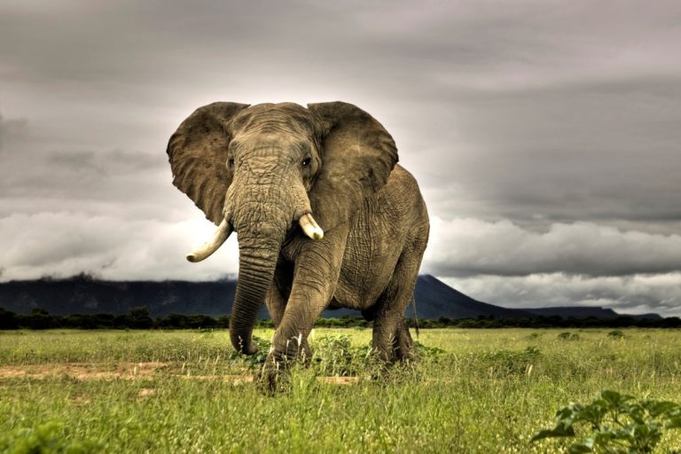 African Elephant Walking on Savanna