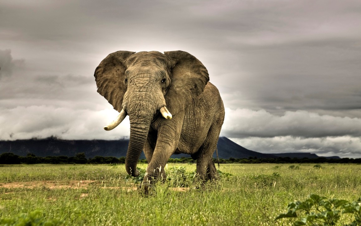 African Elephant Walking on Savanna