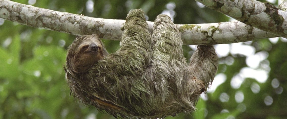 sloth