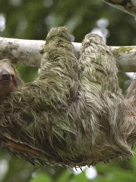 sloth