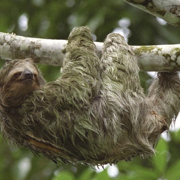 sloth