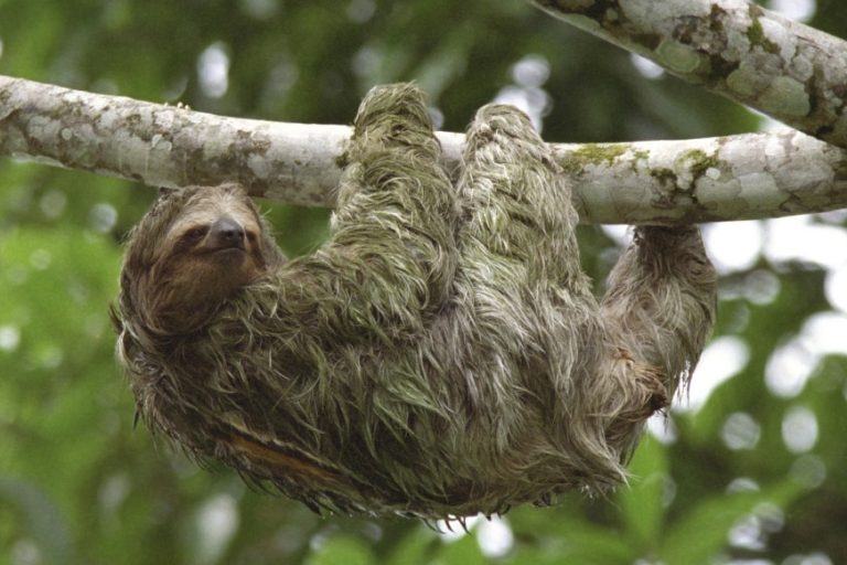 sloth
