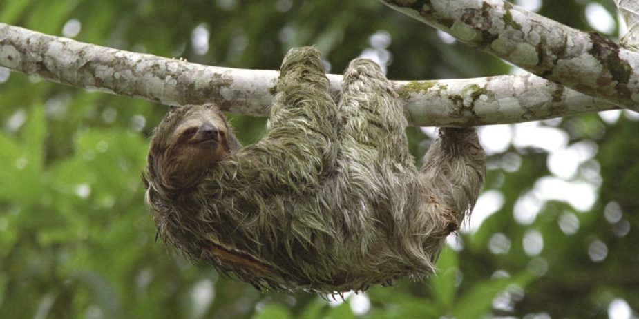 sloth