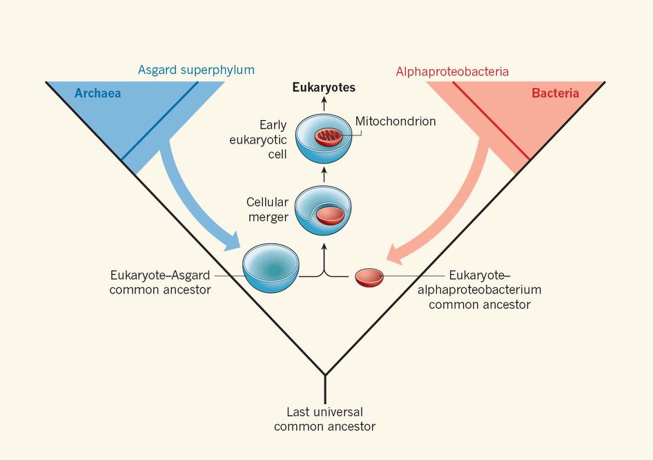 “Minding the gaps in cellular evolution”