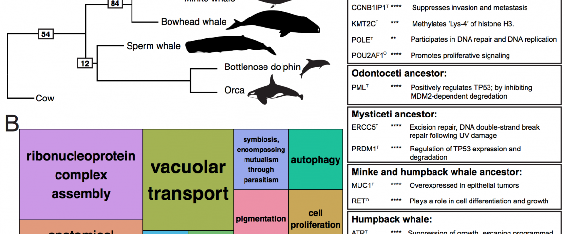 humpback